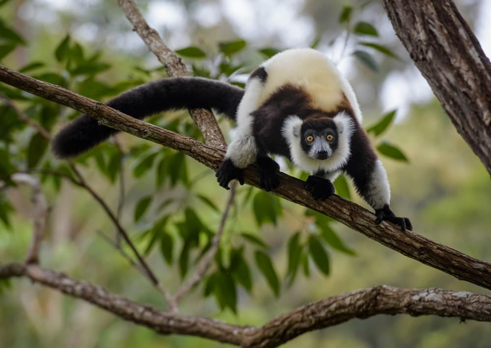 Black and white ruffed lemur — Madagascar